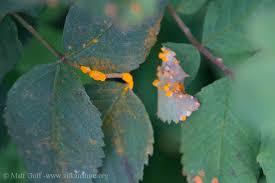 Attēlu rezultāti vaicājumam “Phragmidium sp.”