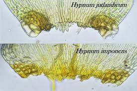 Attēlu rezultāti vaicājumam “Hypnum jutlandicum”
