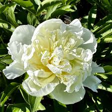 Attēlu rezultāti vaicājumam “Paeonia lactiflora”