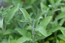 Image result for Salvie