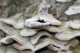 Attēlu rezultāti vaicājumam “Cerrena unicolor”