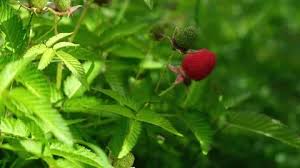 Attēlu rezultāti vaicājumam “Rubus illecebrosus fruit”