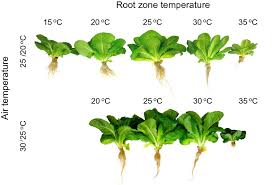 Attēlu rezultāti vaicājumam “Lactuca sativa”