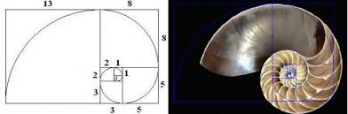 Image result for numero aureo