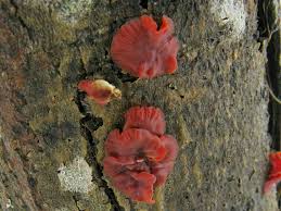 Attēlu rezultāti vaicājumam “Cytidia salicina”