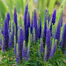 Attēlu rezultāti vaicājumam “Veronica spicata”