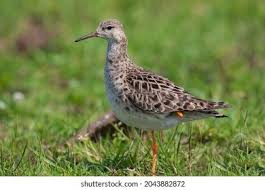 Attēlu rezultāti vaicājumam “Philomachus pugnax”