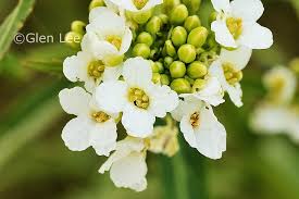 Attēlu rezultāti vaicājumam “Armoracia rusticana bud”