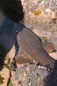 Image result for Ginglymostoma unami