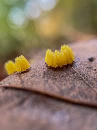 Attēlu rezultāti vaicājumam “Stemonitis axifera var. smithii young”