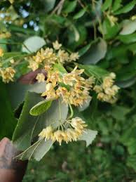Attēlu rezultāti vaicājumam “Tilia tomentosa flower”