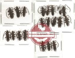 Attēlu rezultāti vaicājumam “Cucujidae”