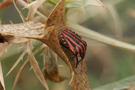 Attēlu rezultāti vaicājumam “Graphosoma lineatum imago”