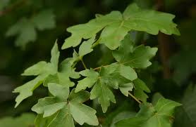 Attēlu rezultāti vaicājumam “Acer campestre leaf”