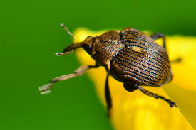 Attēlu rezultāti vaicājumam “Mononychus punctumalbum”