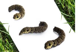 Attēlu rezultāti vaicājumam “Deilephila elpenor larva”