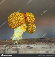 Attēlu rezultāti vaicājumam “Physarum oblatum”