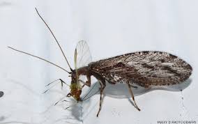 Attēlu rezultāti vaicājumam “Hemerobiidae”