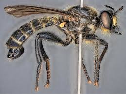 Attēlu rezultāti vaicājumam “Choerades sp.”