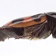 Attēlu rezultāti vaicājumam “Nicrophorus investigator imago”