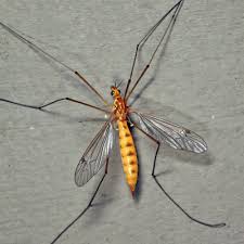 Attēlu rezultāti vaicājumam “Tipulidae female”