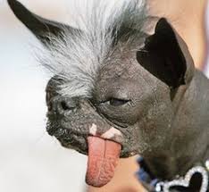 Image result for самая уродливая собака