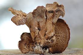 Attēlu rezultāti vaicājumam “Sarcodon imbricatum”