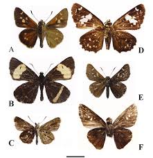Attēlu rezultāti vaicājumam “Hesperiidae”