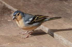 Attēlu rezultāti vaicājumam “Fringilla coelebs”