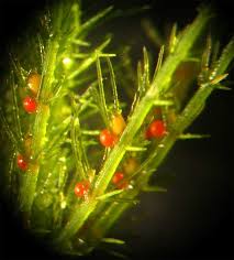 Attēlu rezultāti vaicājumam “Chara intermedia”