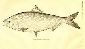 Image result for Alosa aestivalis