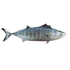 Image result for Sarda sarda