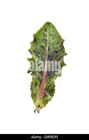 Attēlu rezultāti vaicājumam “Hypochaeris maculata leaf”