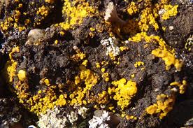 Attēlu rezultāti vaicājumam “Candelariella sp.”