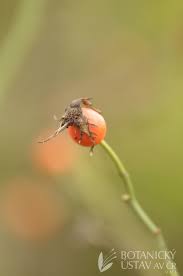 Attēlu rezultāti vaicājumam “Rosa subcanina”