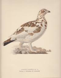 Attēlu rezultāti vaicājumam “Lagopus lagopus male”