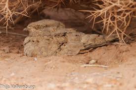 Image result for Caprimulgus aegyptius