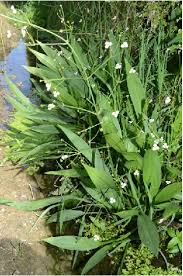 Attēlu rezultāti vaicājumam “Alisma lanceolatum”