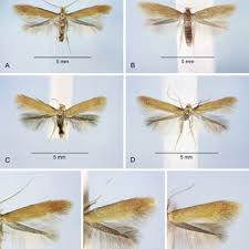 Attēlu rezultāti vaicājumam “Tischeria complanella larva”