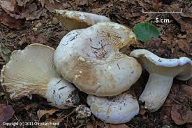 Attēlu rezultāti vaicājumam “Lactarius bertillonii”