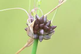 Attēlu rezultāti vaicājumam “Allium oleraceum bud”
