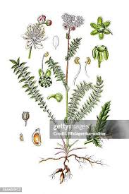 Image result for Filipendula vulgaris