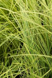 Attēlu rezultāti vaicājumam “Carex arenaria  leaf”