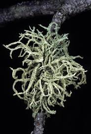 Attēlu rezultāti vaicājumam “Evernia mesomorpha”