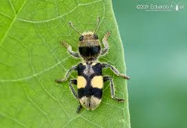 Attēlu rezultāti vaicājumam “Cleridae”