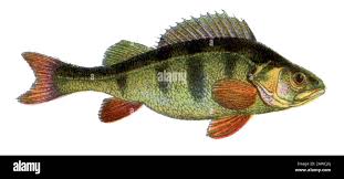 Attēlu rezultāti vaicājumam “Perca fluviatilis”