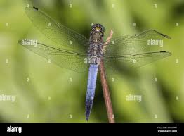 Attēlu rezultāti vaicājumam “Orthetrum cancellatum male”