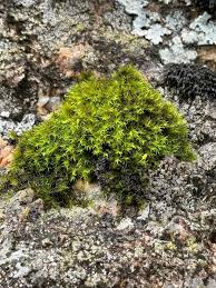 Attēlu rezultāti vaicājumam “Dicranella cerviculata”