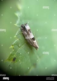 Attēlu rezultāti vaicājumam “Epinotia ramella”