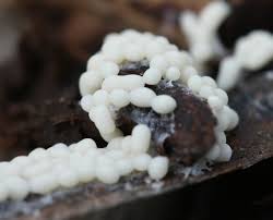 Attēlu rezultāti vaicājumam “Badhamia panicea macro”